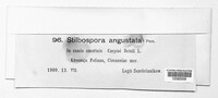 Stilbospora angustata image